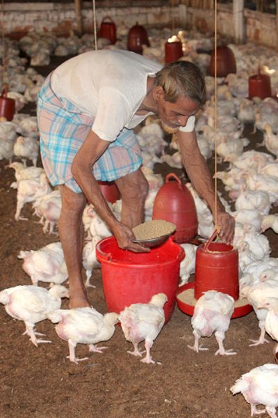 Small and medium-sized enterprises often keep their broilers in simple houses. Feed and water are given manually. Hygiene at such companies is often lacking and threatens the large, professional operations of the integrations in the vicinity.