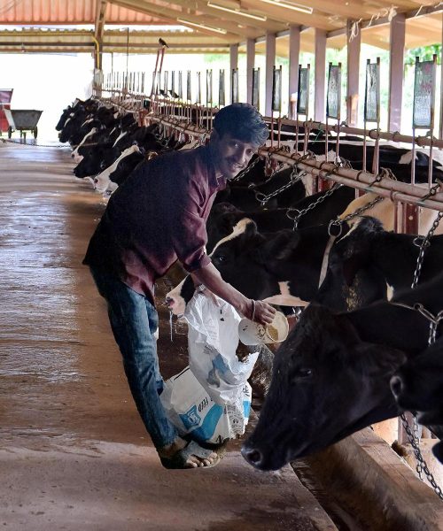 Cows on farm. Interior of the cow farm